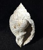 Cancellaria conradiana DALL 1890  - Bild © FossNet FossilienStore